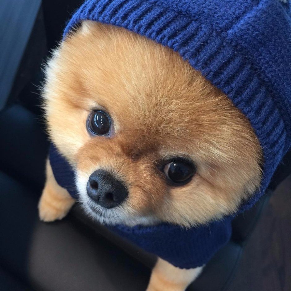 Померанский шпиц короткошерстный