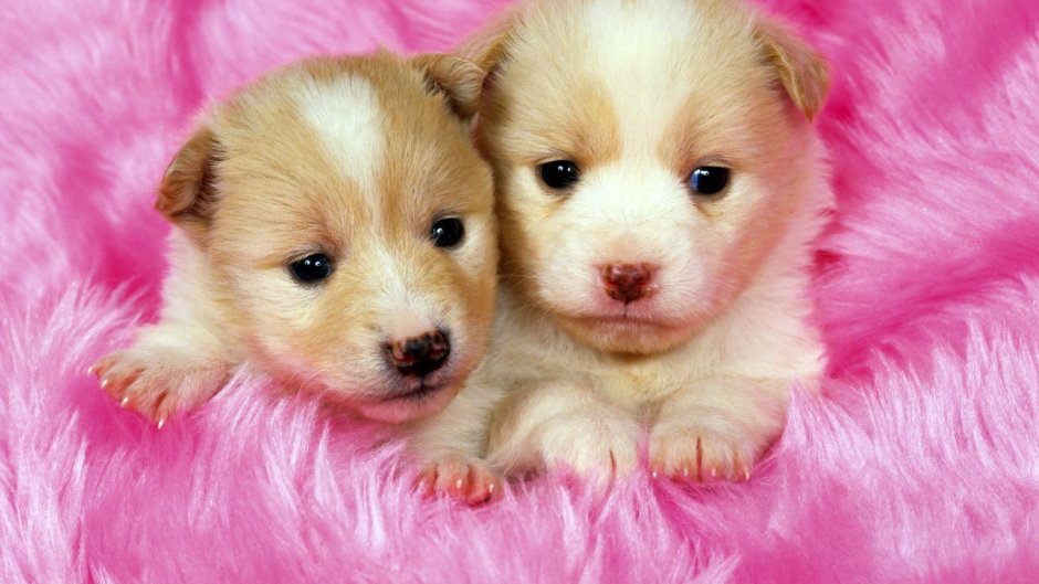 Две милые собачки