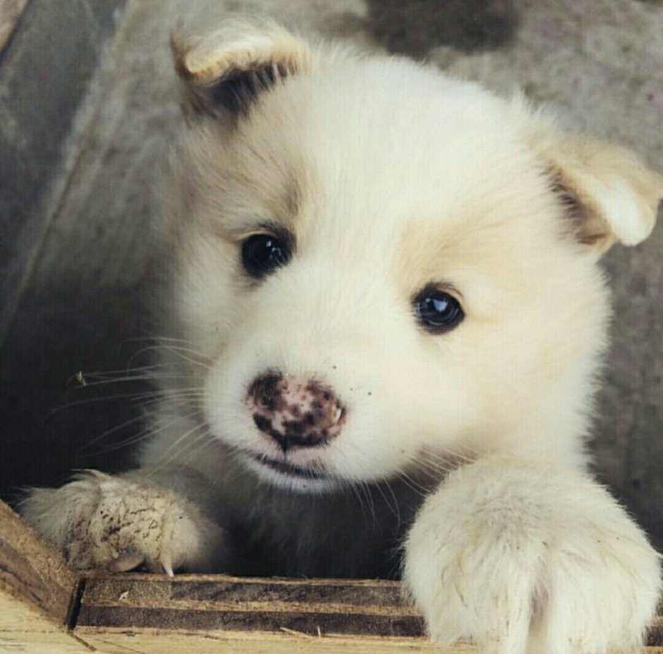 Милые щеночки в мире