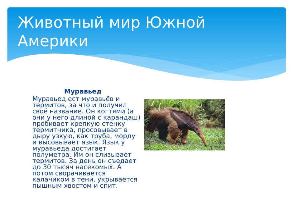 Животный мир Южной Америки