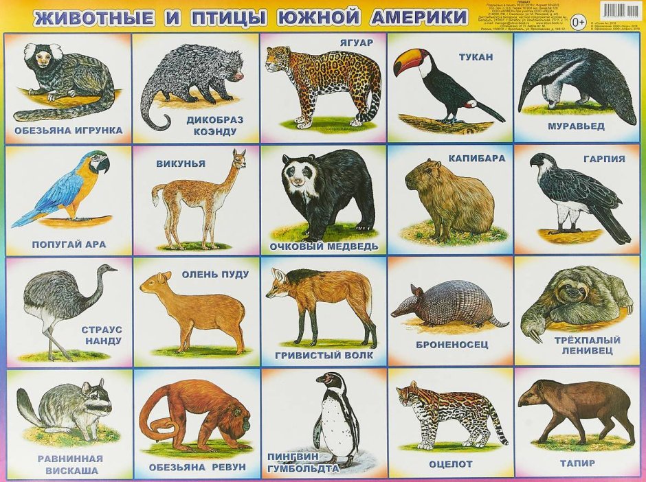 Животные южноной Америки
