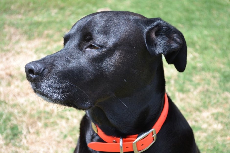 Great Dane собака