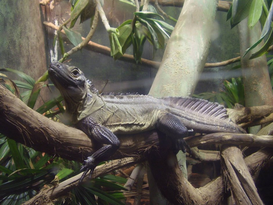Platysaurus broadleyi