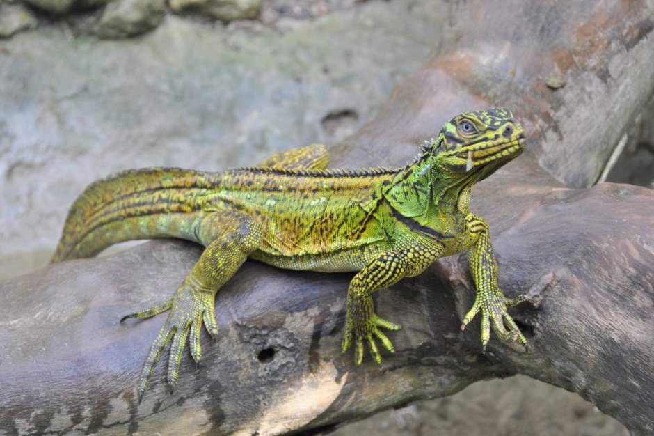 Sailfin Dragon ящерица