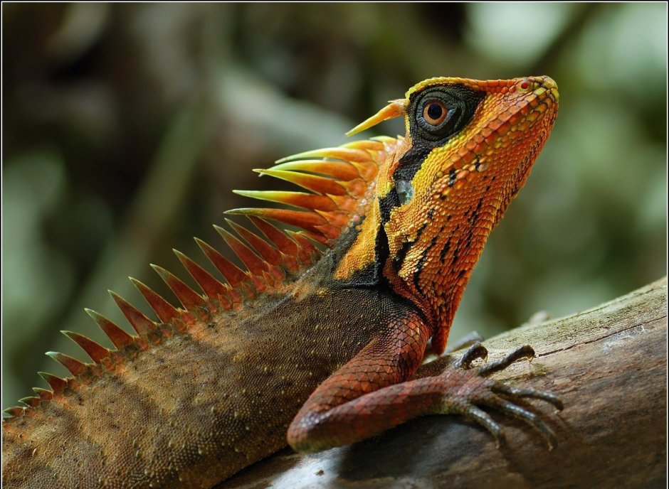 Sailfin Dragon ящерица