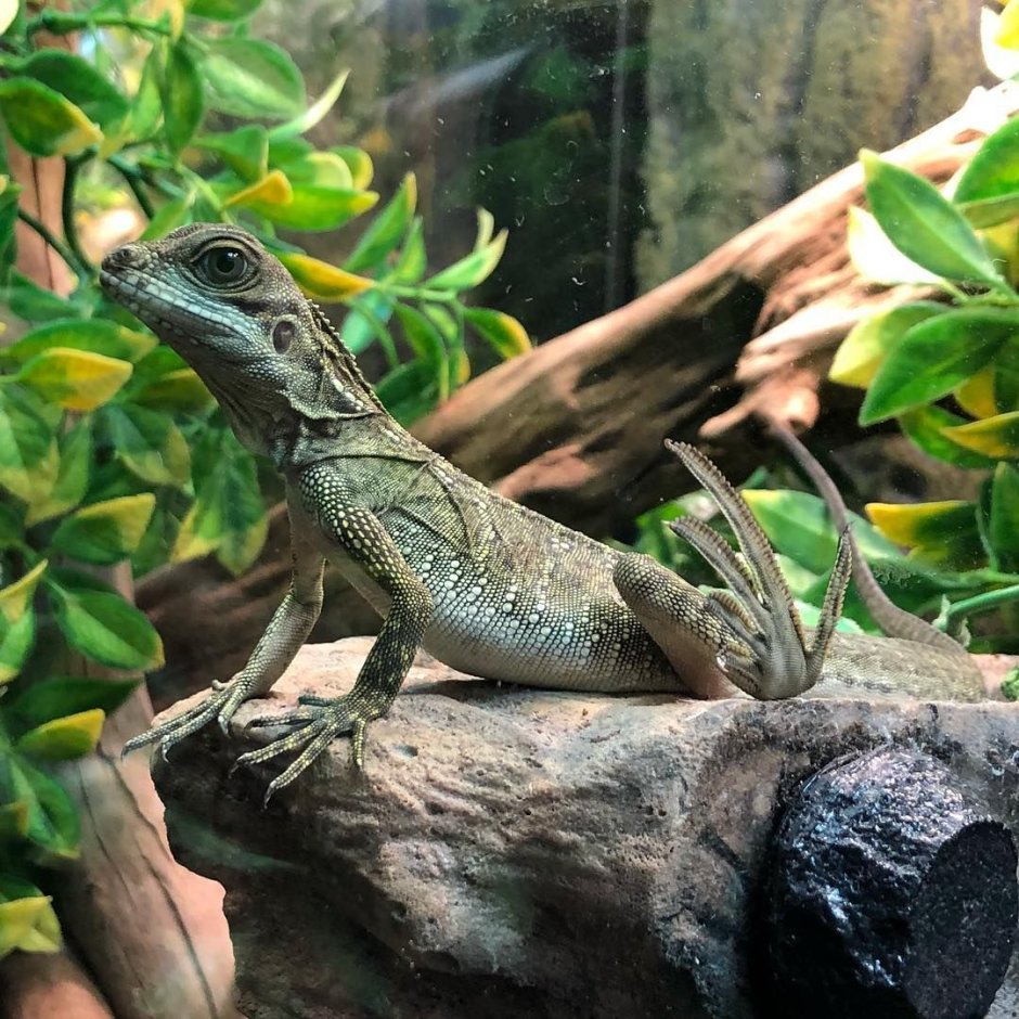 Hydrosaurus pustulatus