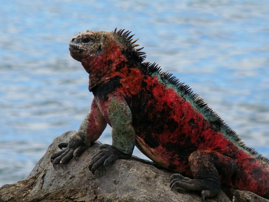 Acanthosaura nataliae