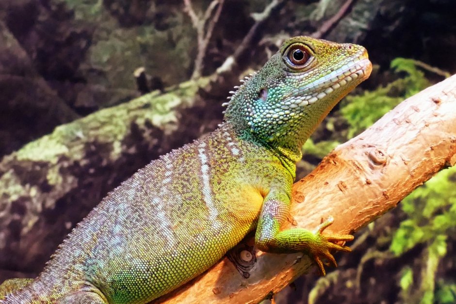 Hydrosaurus бородатая агама