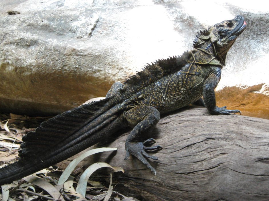 Парусная агама Hydrosaurus