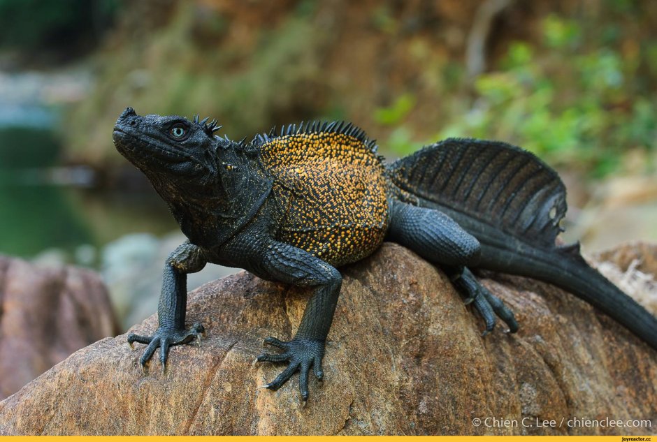 Агама Hydrosaurus