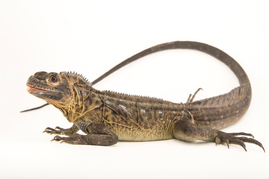 Lyriocephalus scutatus