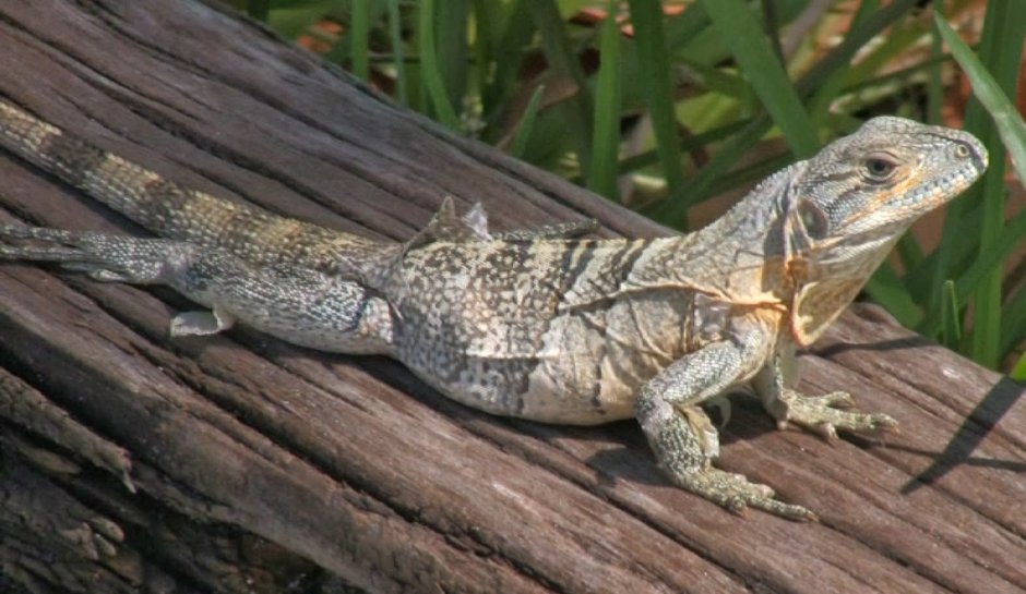 Platysaurus torquatus