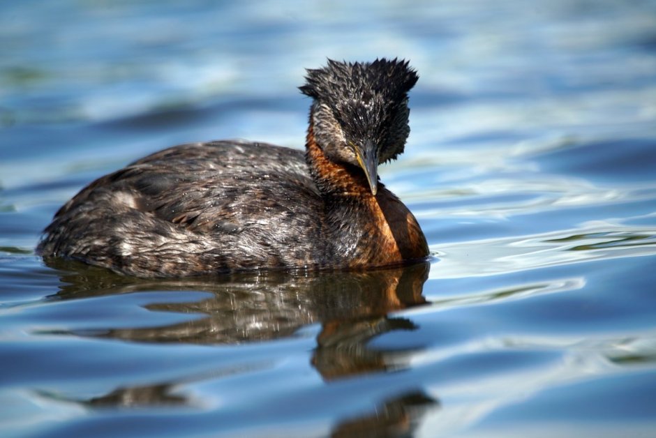 Baby Grebe птица