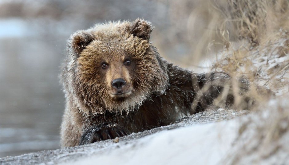 Бурый медведь (лат. Ursus arctos)
