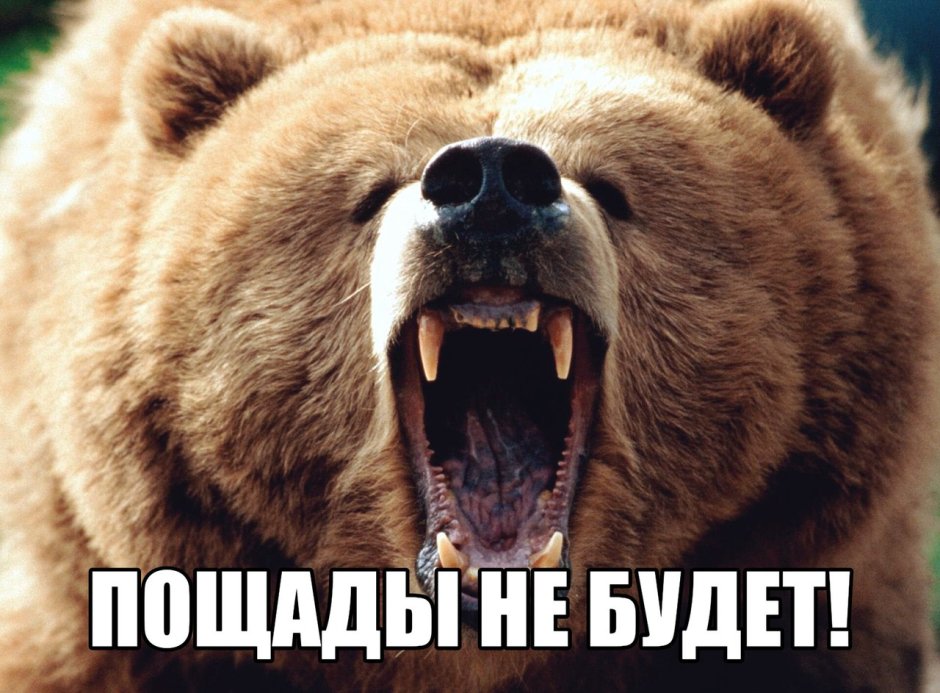 Спящий медведь мультяшный