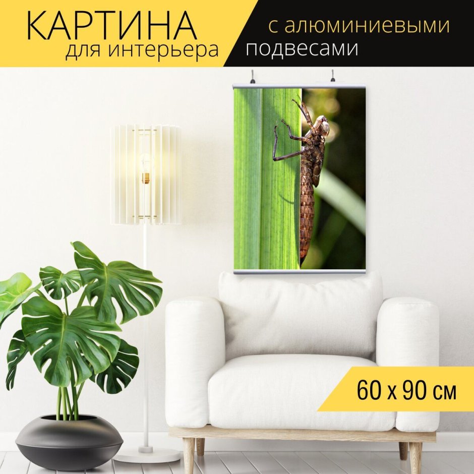 Сатурния бабочка кокон