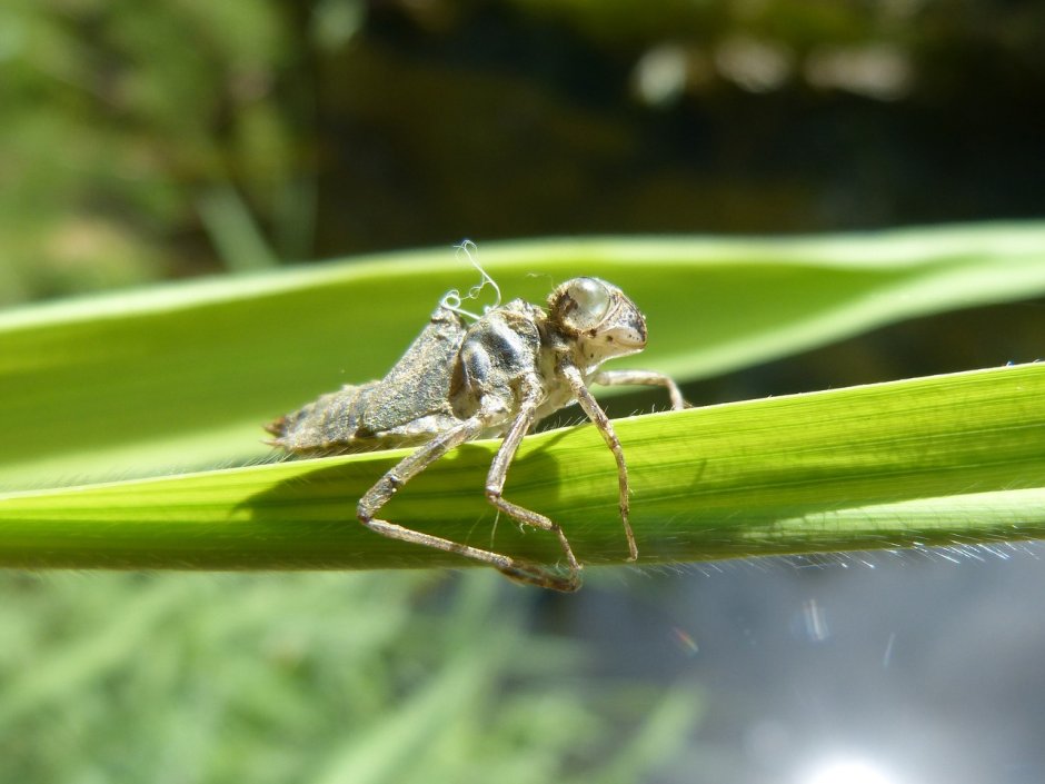 Libellula depressa яйца