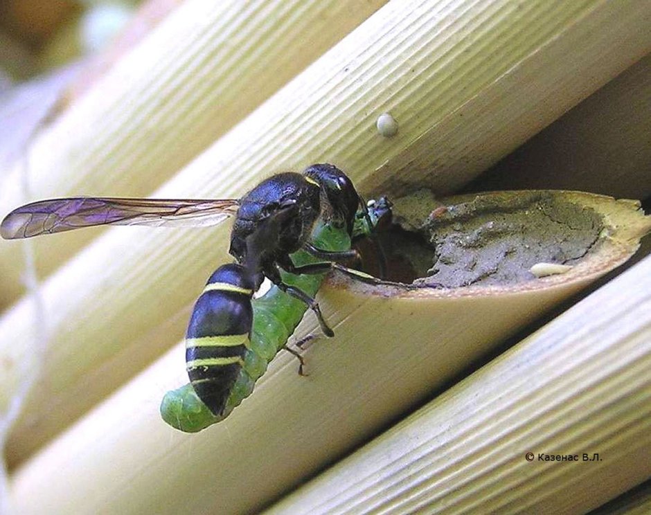 Стрекоза Austrophlebia costalis