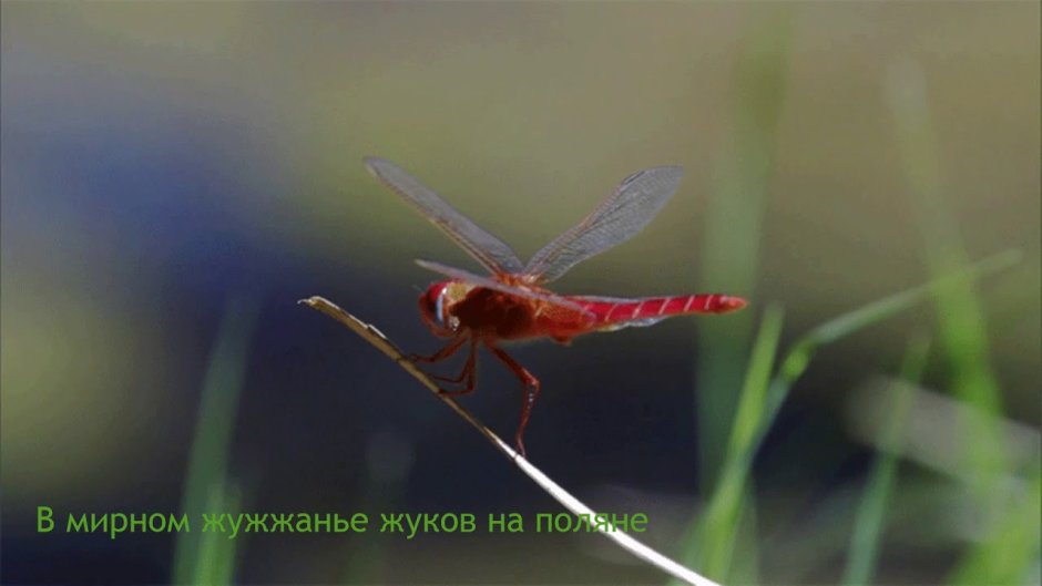 Брошь Стрекоза из фатина
