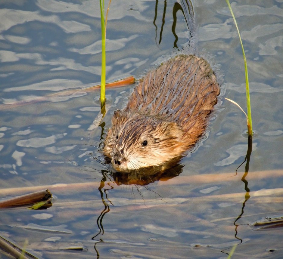 Кавказская выдра (Lutra Lutra meridionalis)