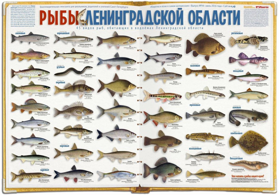 Ловля раков. Места.