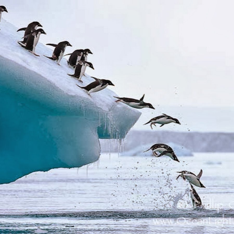 Императорский Пингвин ныряет