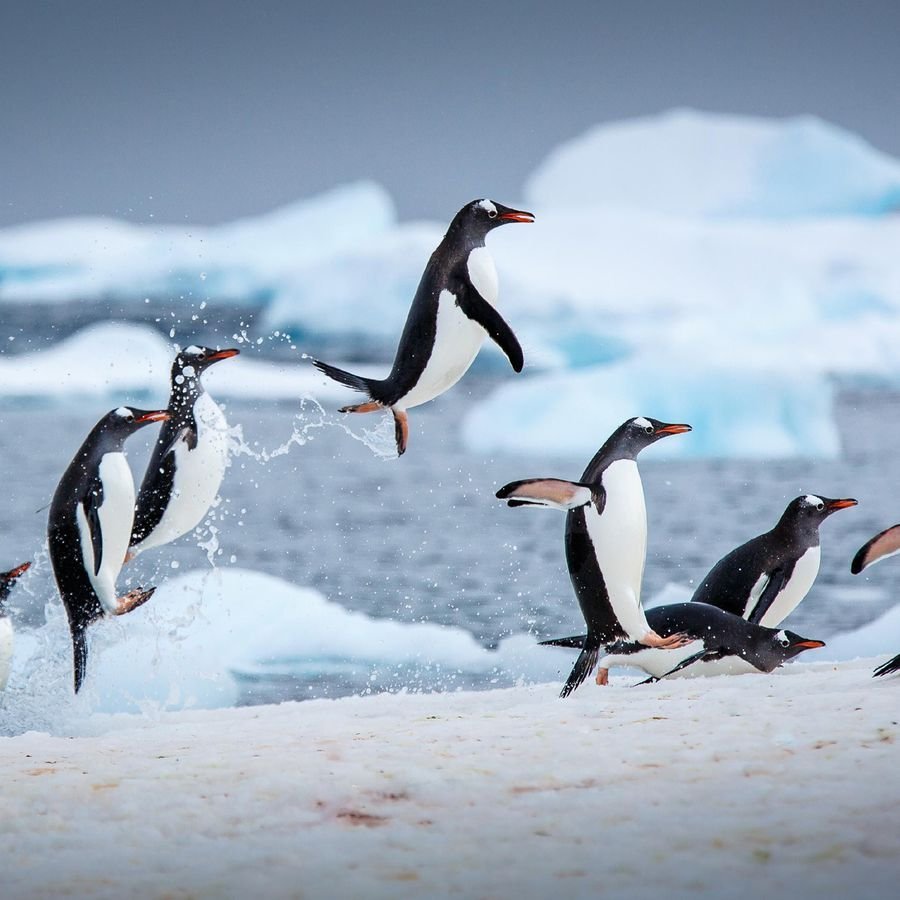 Северный полюс пингвины