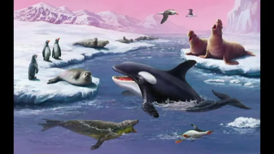 Антарктида обитатели Антарктиды