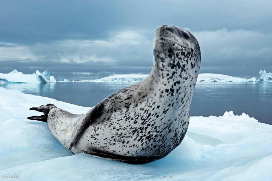 Морской леопард в Антарктиде