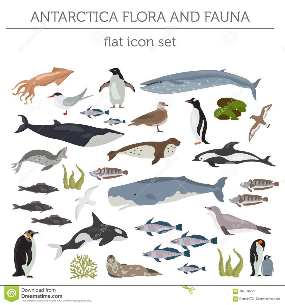 Животный мир Антарктиды карта