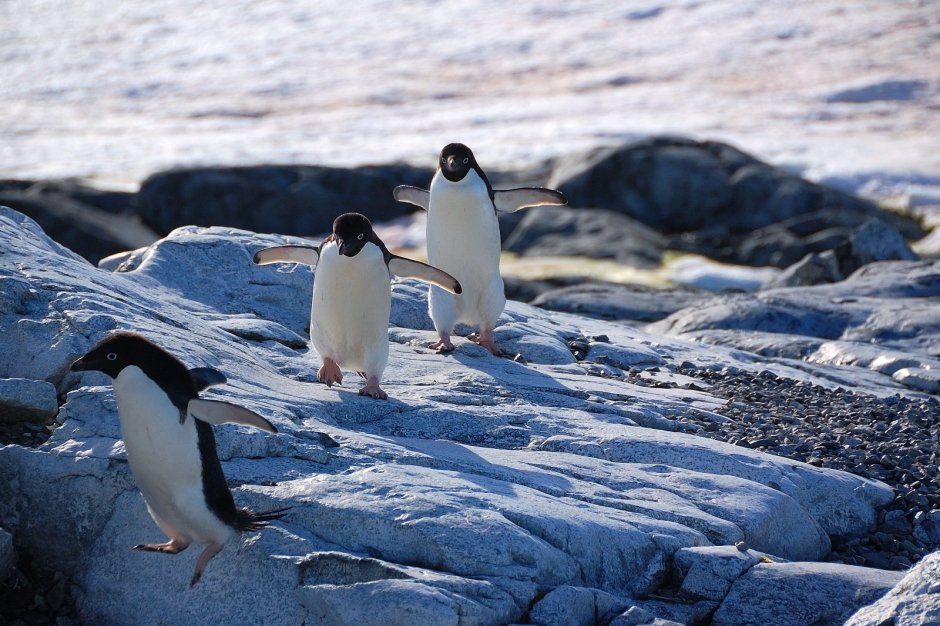Животный мир Антарктиды