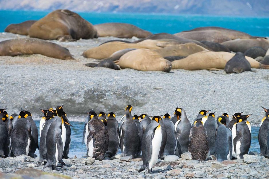 Пингвины Атлантического океана