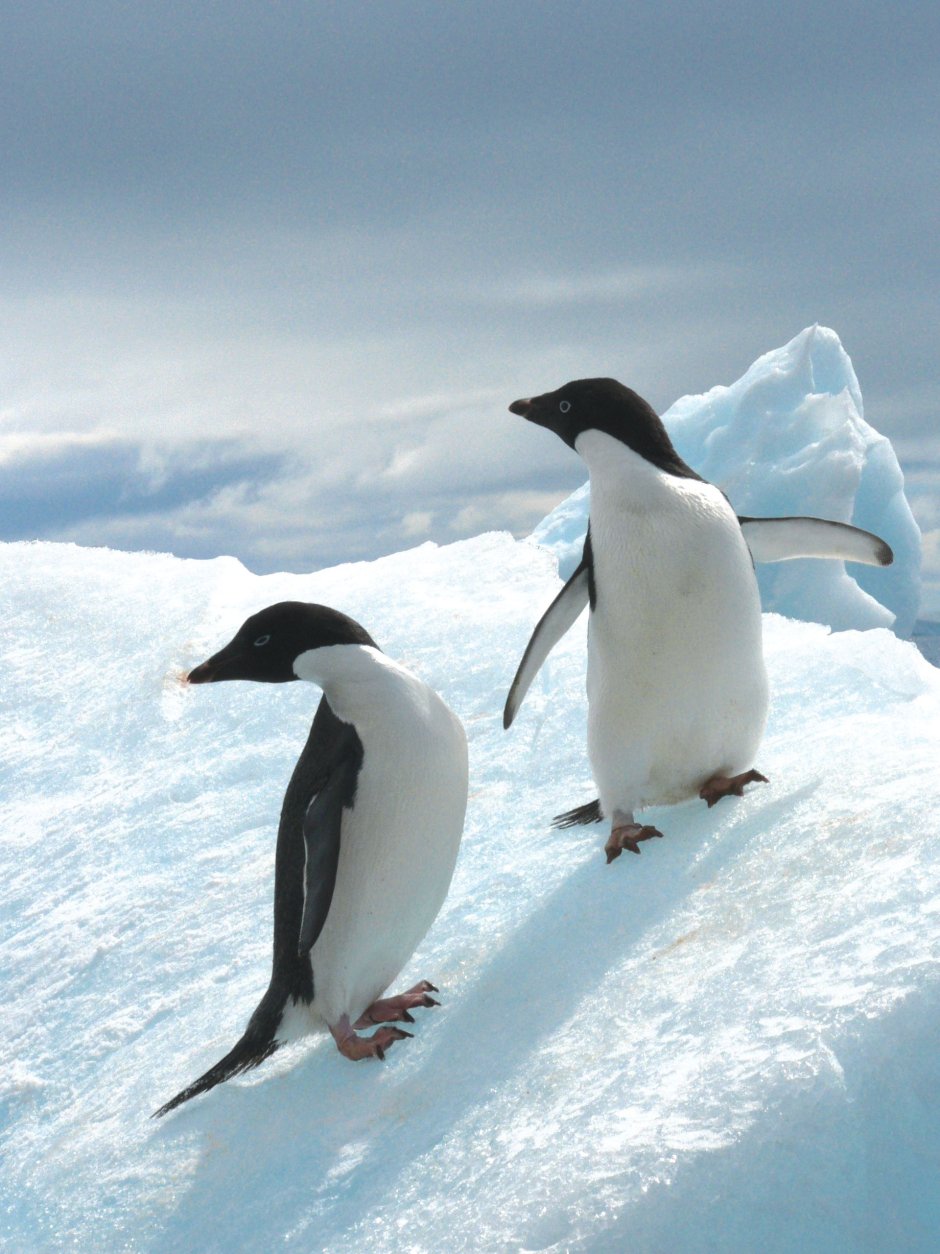 Антарктический Пингвин , в Антарктиде .