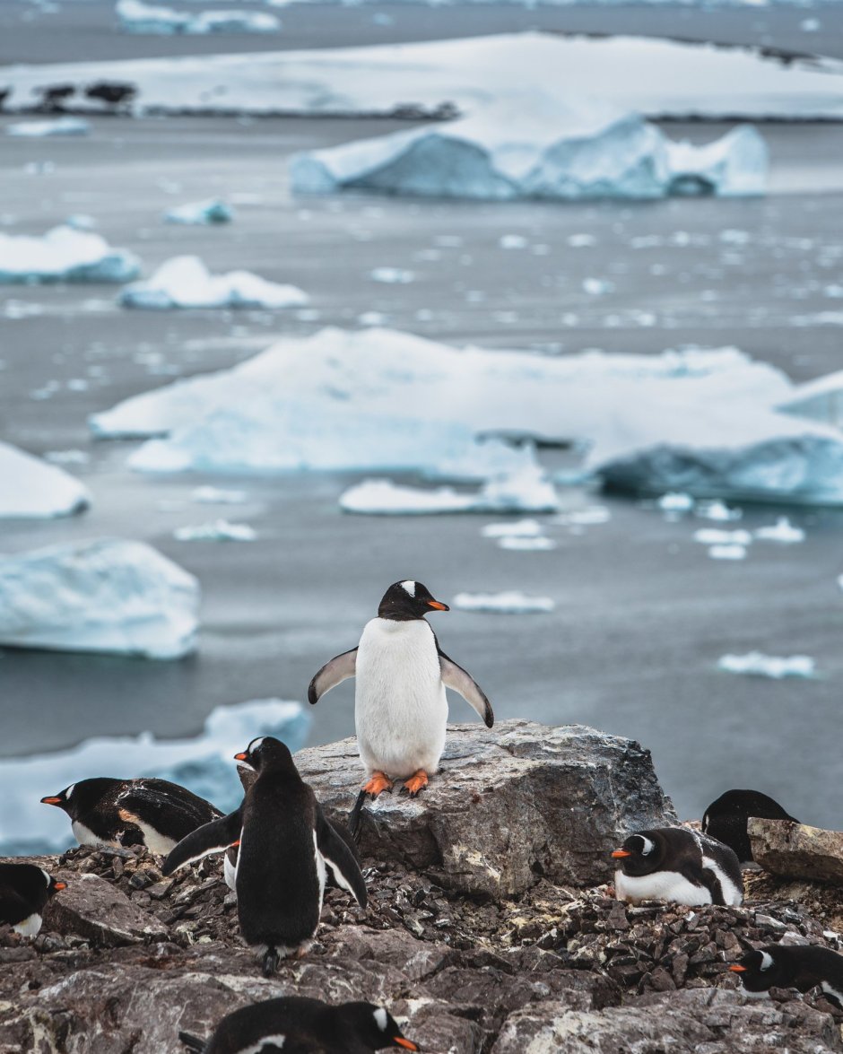 Пингвины в Антарктиде