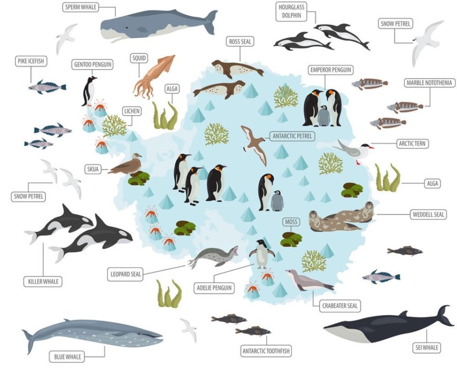 Животный мир Антарктиды карта