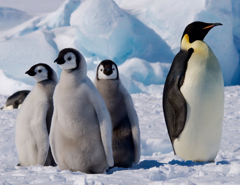 Арктика и Антарктика пингвины