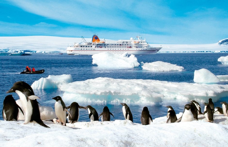 Северный Ледовитый океан пингвины