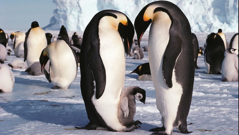 Животный мир Антарктиды