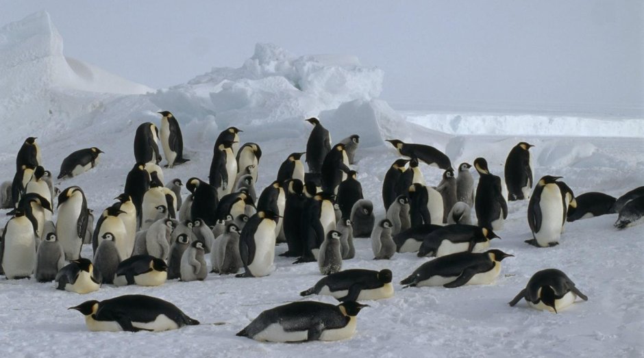 Животные мир Антарктиды