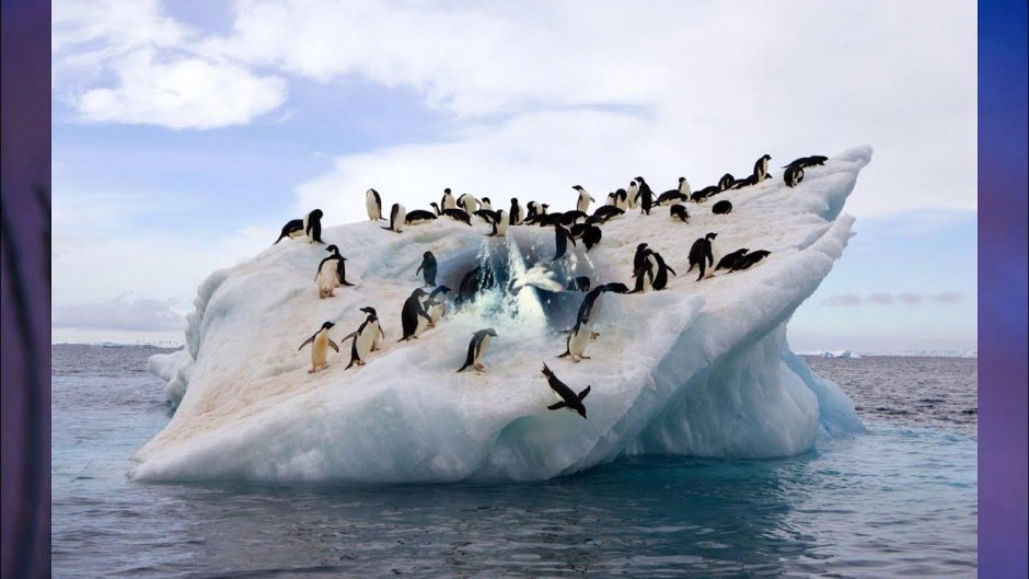 Антарктида пингвины Адели