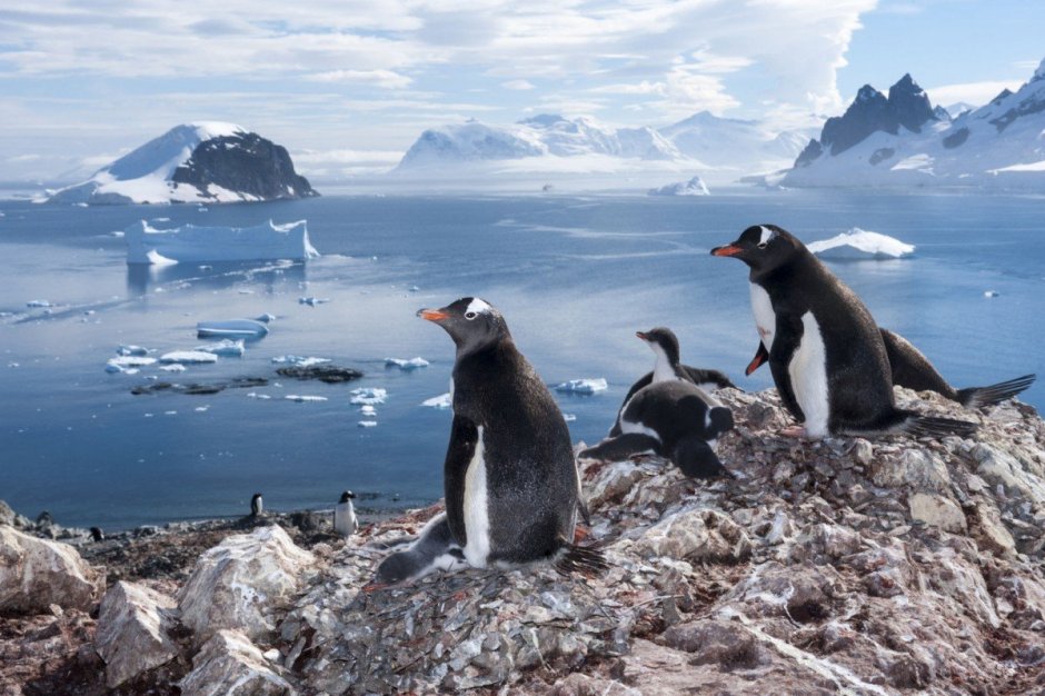 Дженту Пингвин