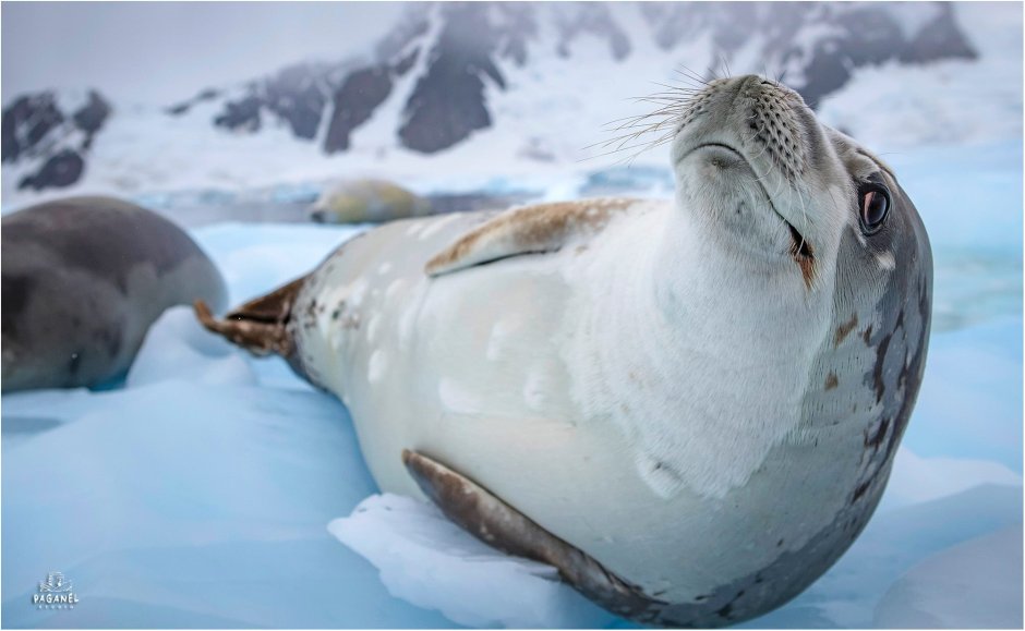 Антарктида (материк) тюлень