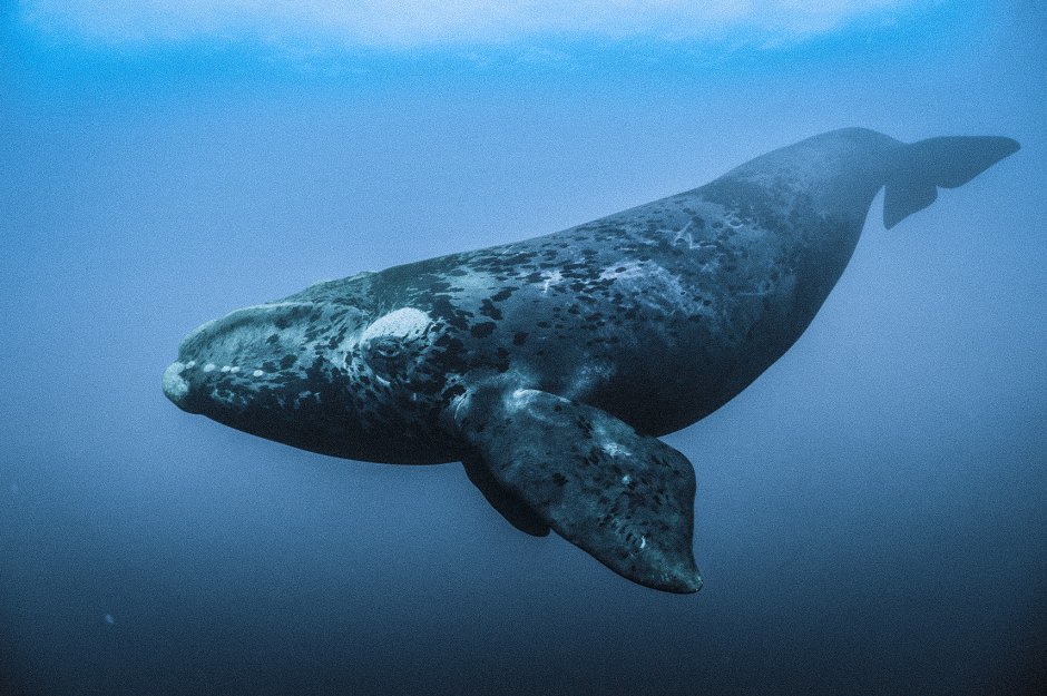 Северный гладкий кит (Eubalaena glacialis)