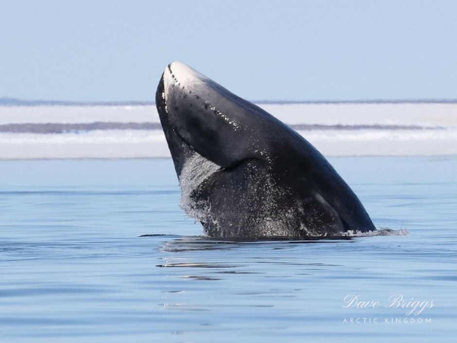 Северный гладкий кит (Eubalaena glacialis)