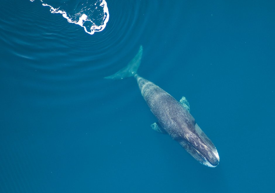 Северный гладкий кит (Eubalaena glacialis)