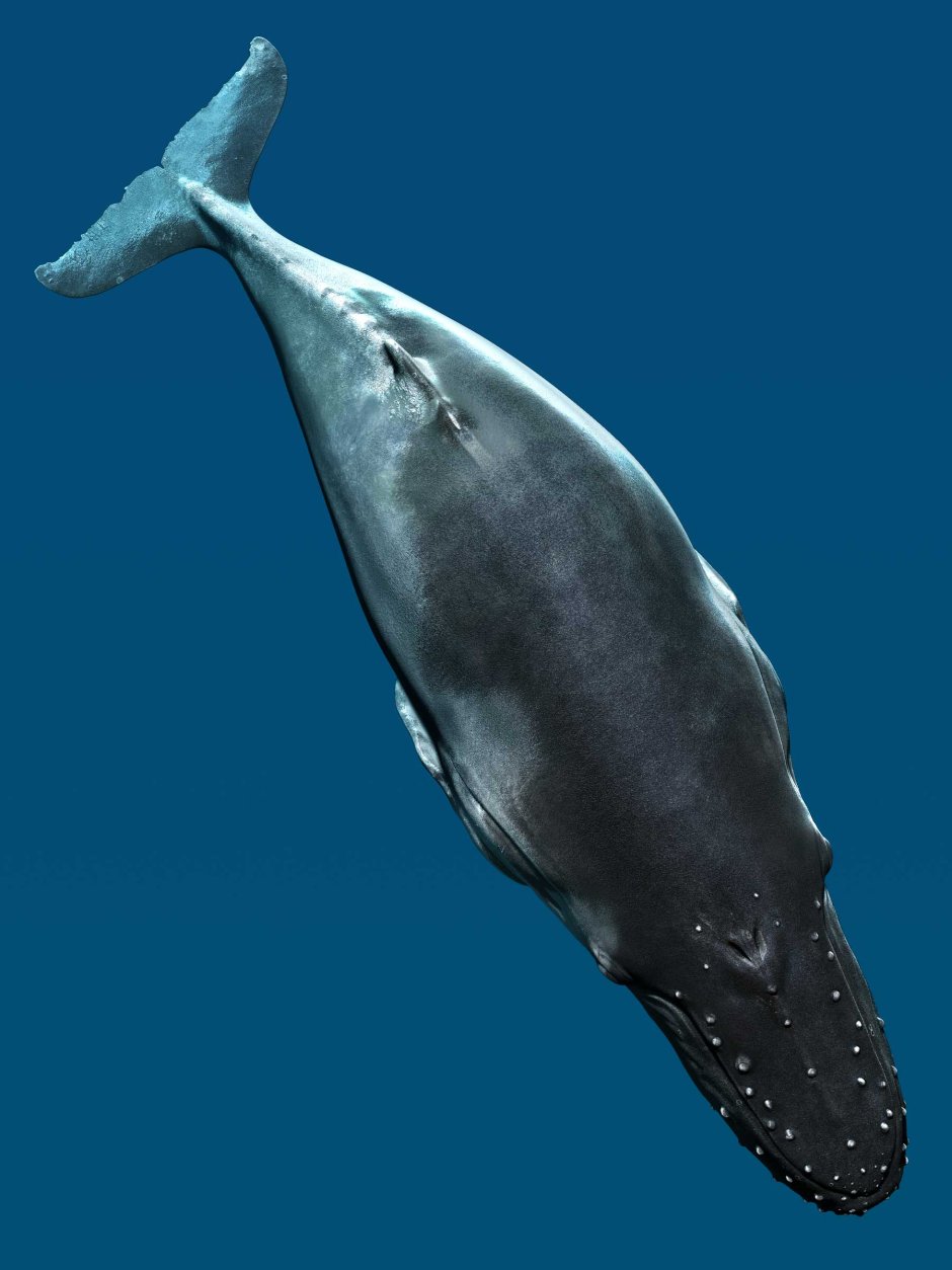 Гренландский кит