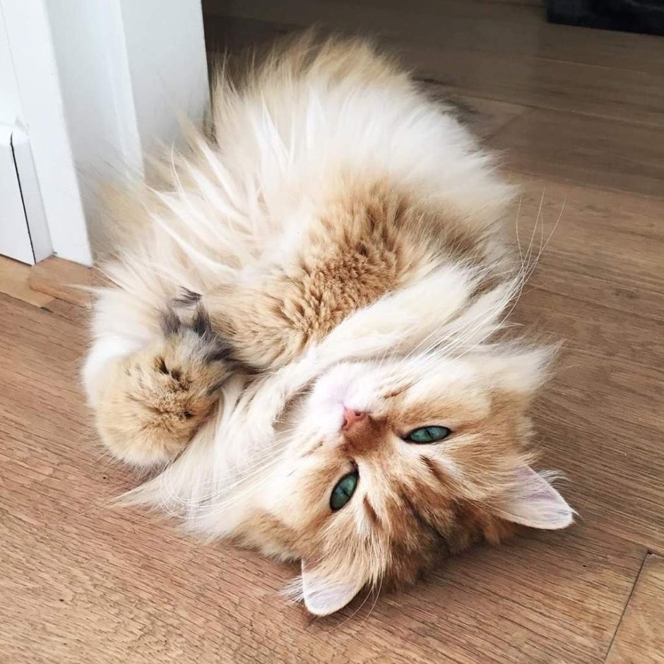 Милые котики