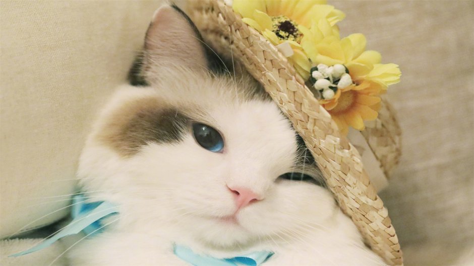Я котик
