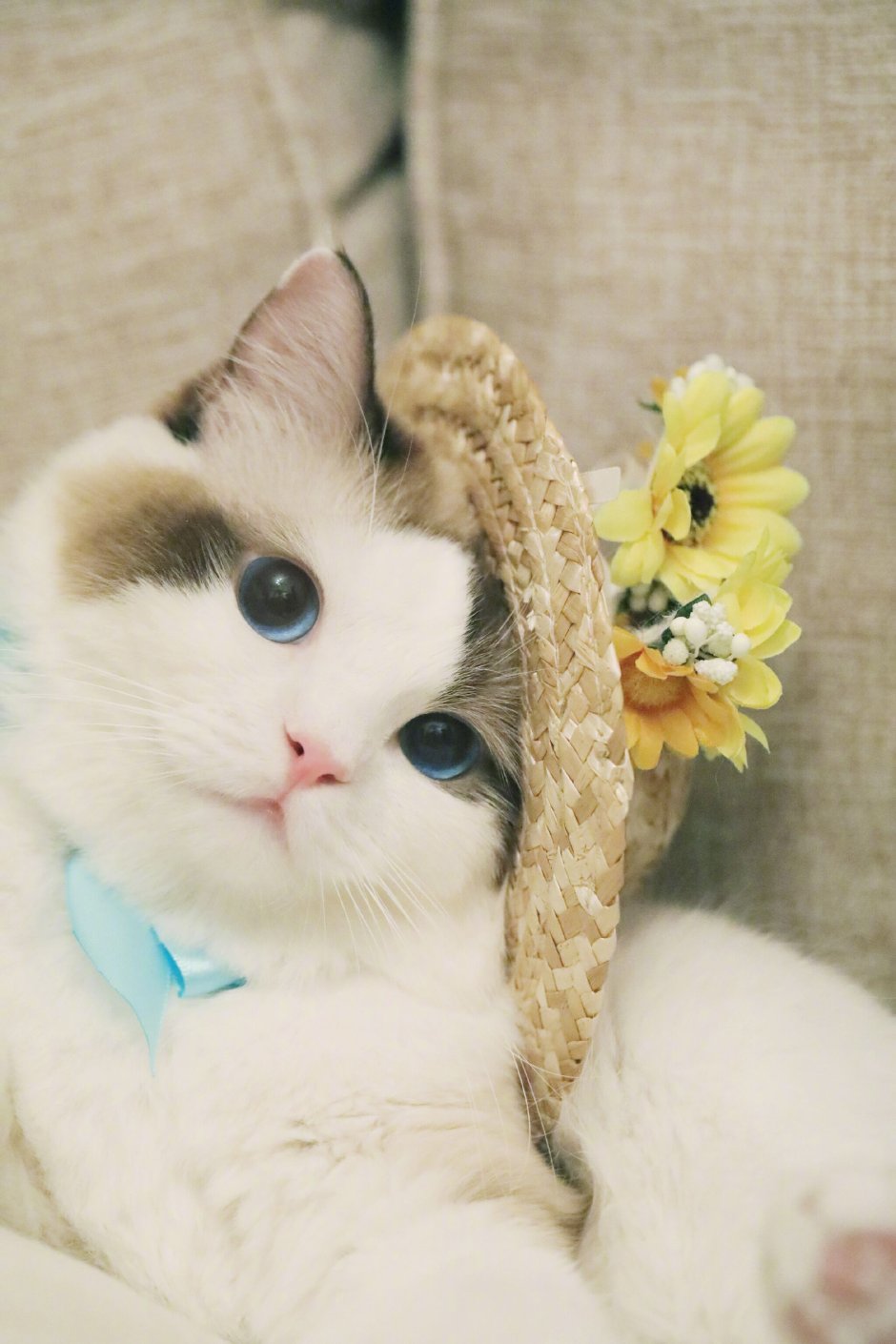 Милая кошка