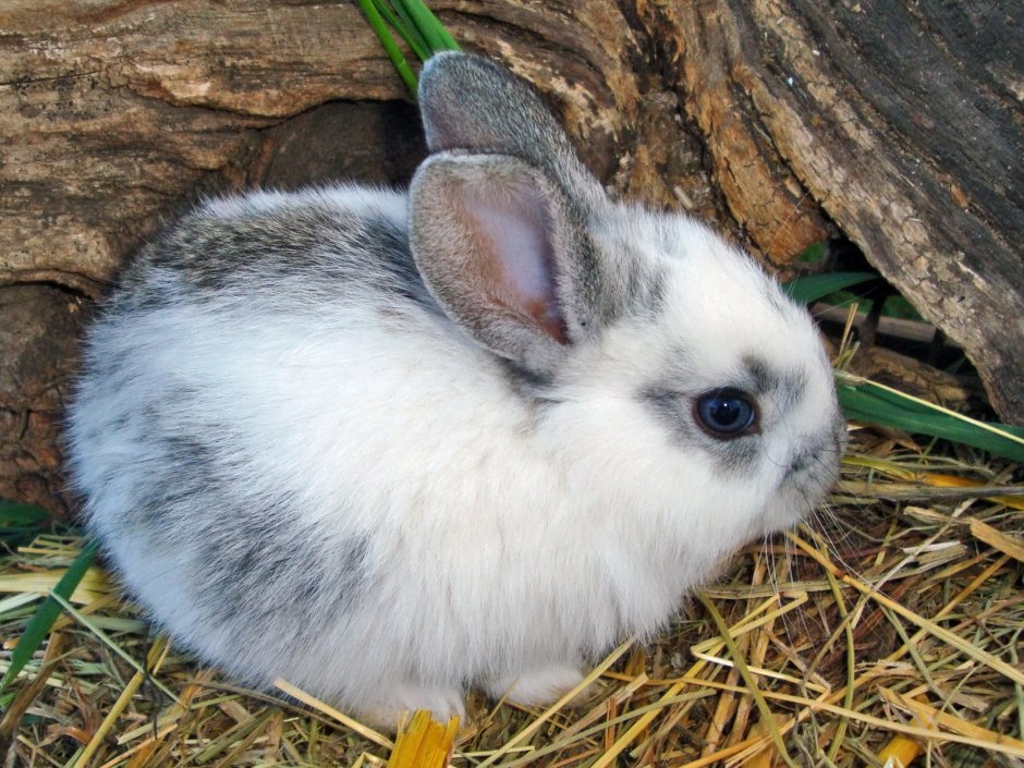 Кролик настоящий